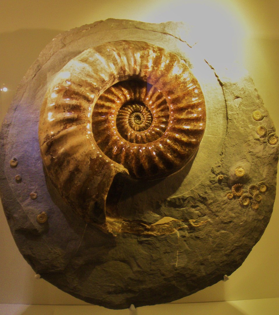 Fossil ammonite shell in rock